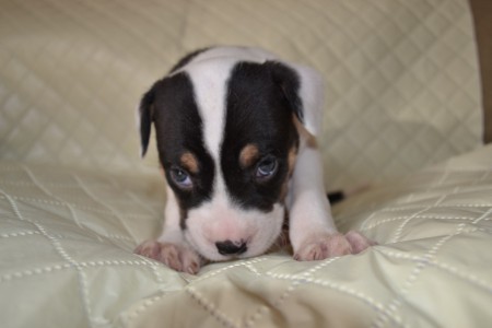 Las fotografías de mascotas no son nada fáciles de tomar debido a la inquietud de estos, fue algo complicado ya que hay que llamar su atención para lograr tomar la fotografia 