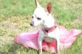 /album/fotogaleria-seccion-de-mascotas-/dsc-0542-jpg1/