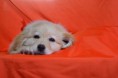/album/fotogaleria-seccion-de-mascotas-/dsc-0589-jpg1/
