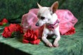 /album/fotogaleria-seccion-de-mascotas-/dsc-0615-jpg1/