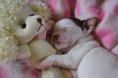 /album/fotogaleria-seccion-de-mascotas-/dsc-0640-jpg1/
