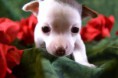 /album/fotogaleria-seccion-de-mascotas-/dsc-0652-jpg1/